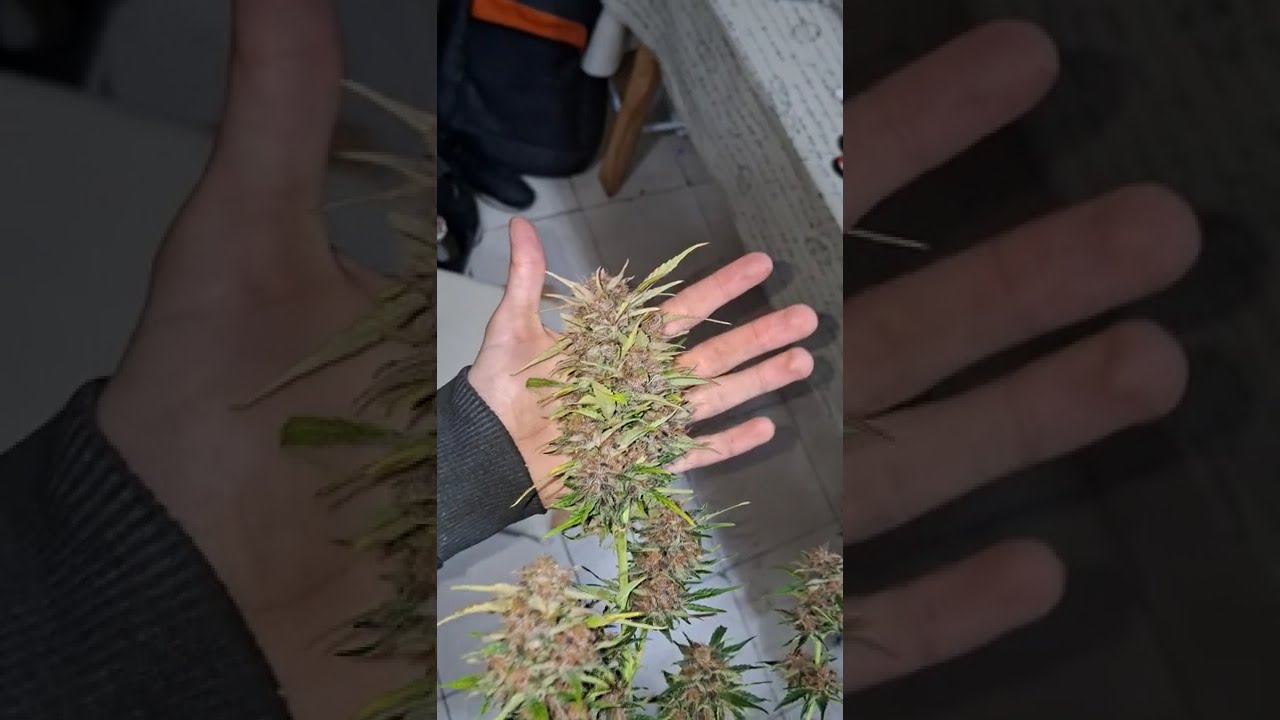 🌈 AUTO XL Pachamama Mix  