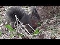 Zwarte eekhoorn in Hertenbosch Baak verlengd