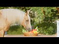 Animalia - The horses relish a healthy snack