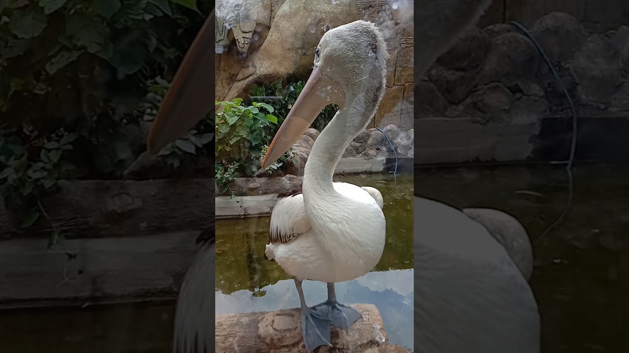 Burung Pelikan Youtube