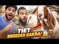 Massive Bakra Breeder Tour 🐐🔥 | Itne Bade Bakre Dekh Kar Shock!“