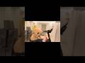 fierce dash #shorts #funny
