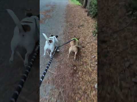 Fun Fun Fun Pleaseadoptdontshop Likefollowandshare Https Www Facebook Com Share 1BkG45Fx2B 