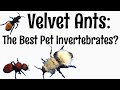 Velvet Ants: The Best Pet Invertebrates?