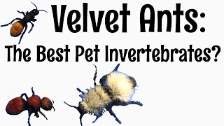 Velvet Ants: The Best Pet Invertebrates?