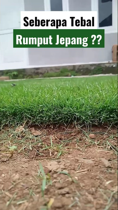 Ternyata Rumput Jepang Sangat Tebal πΏππ± #shorts #rumput #rumputjepang #rumputhias #taman #lawn #sod