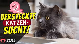 Jede Katze hat eine versteckte Sucht - welche hat Deine? by Knuddel die Katz' 5,440 views 3 weeks ago 4 minutes, 49 seconds