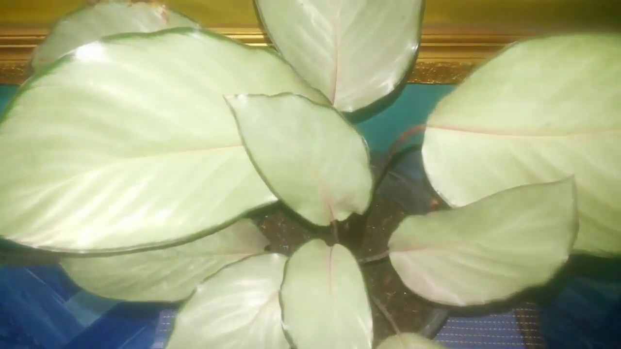 Jenis Tanaman  Hias  Bunga  Calathea  sp Maranta Polos YouTube