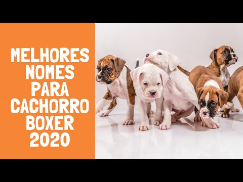 Vídeo: Grandes nomes para filhotes de Labrador