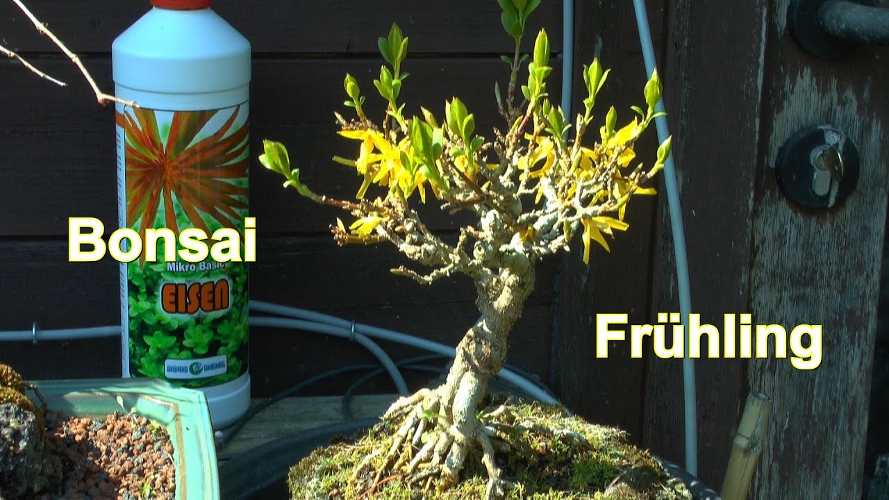 Bonsai im Frühling Arbeiten Rückschnitt und Pinzieren an den kleinen Bäumen