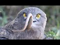 Eagle Swallows Live Snake