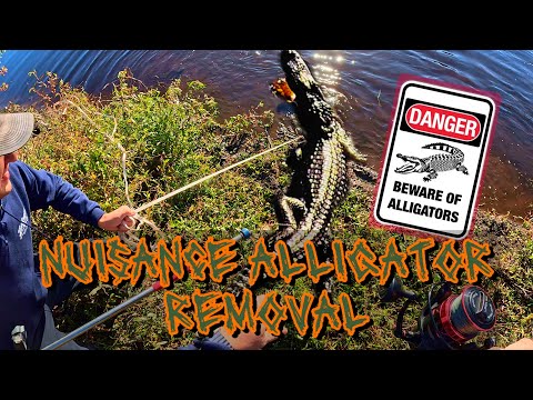 Nuisance Alligator Removal {COLD Florida Winter Morning} 🐊🐊🥶❄️ | DNA Outdoors