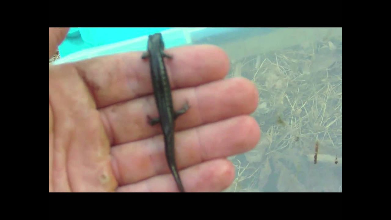 salamander bay Northern Red Salamander, Pickerel Frogs, Duskey Salamander, and MUCH MORE!