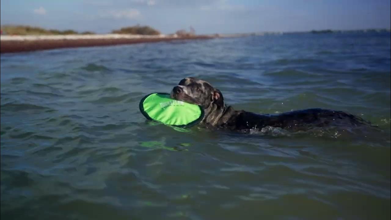 Do SOFT DOG FRISBEEs float? Ours does! YouTube