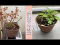 カレンソウ(蚊取り草)の春剪定(字幕対応)
