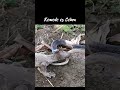 Komodo vs cobra shorts
