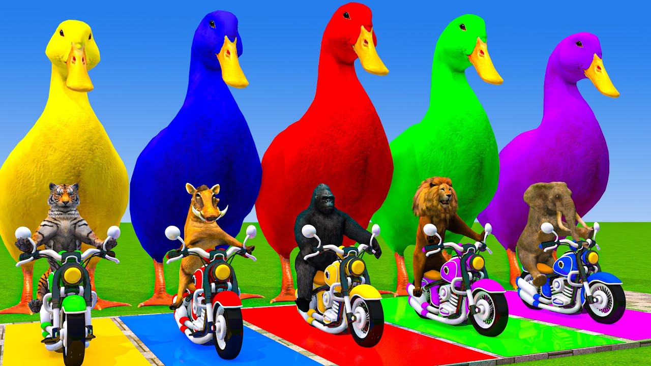 5 Giant Duck Cartoon,Cow,Elephant,Tiger,Lion,Dinosaur,Paint Wild Animals Crossing Fountain Animation