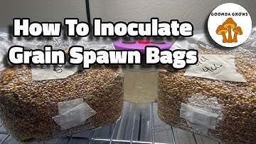 How To Inoculate Grain Spawn Bags