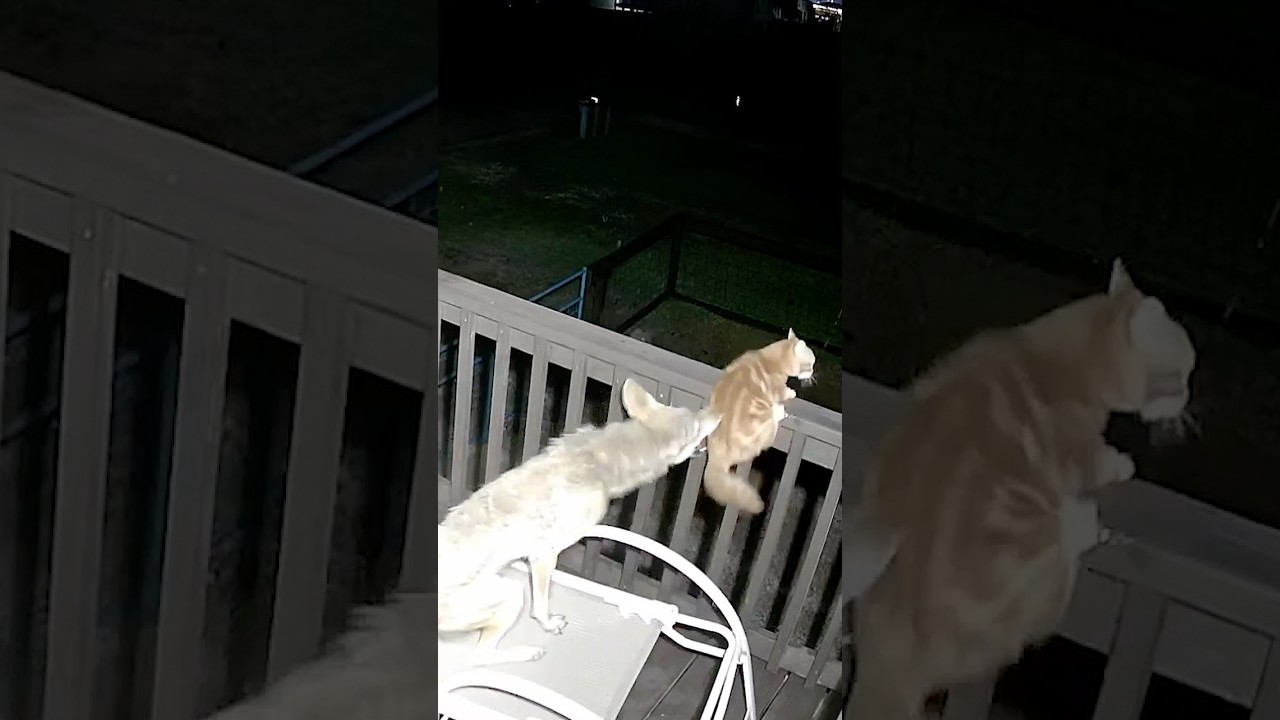 Brave Cat Fights For Its Life Against A Coyote