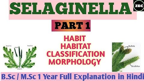 SELAGINELLA |( Part 1)Classification, Habit, Habitat, Morphology Of SELAGINELLA ||B.Sc/ M.sc Notes