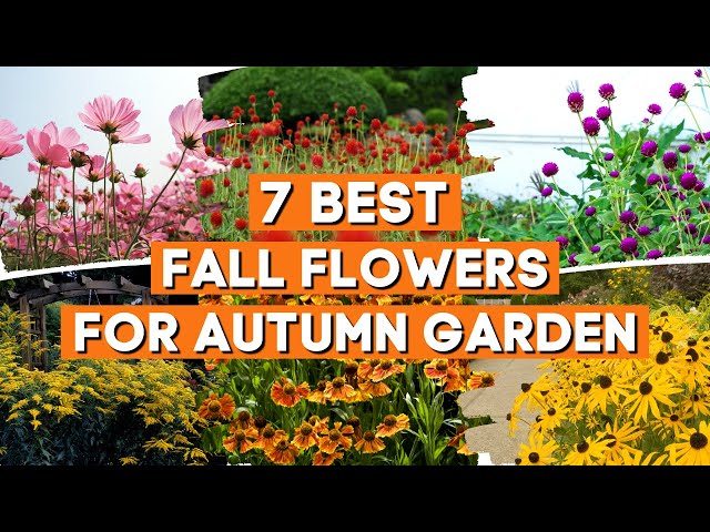 7 Best Fall Flowers to Liven Up Your Autumn Garden With Bright Colors  🌼☀️✨ class=