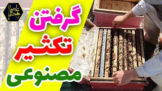 آموزش تکثیر کردن کندو زنبورعسل, زنبورداری عصمتی نیا