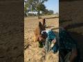 يراقب الشقيقان اللون الذي يخرج من الإناء المكسور خلف الجمل Youtubeshorts 