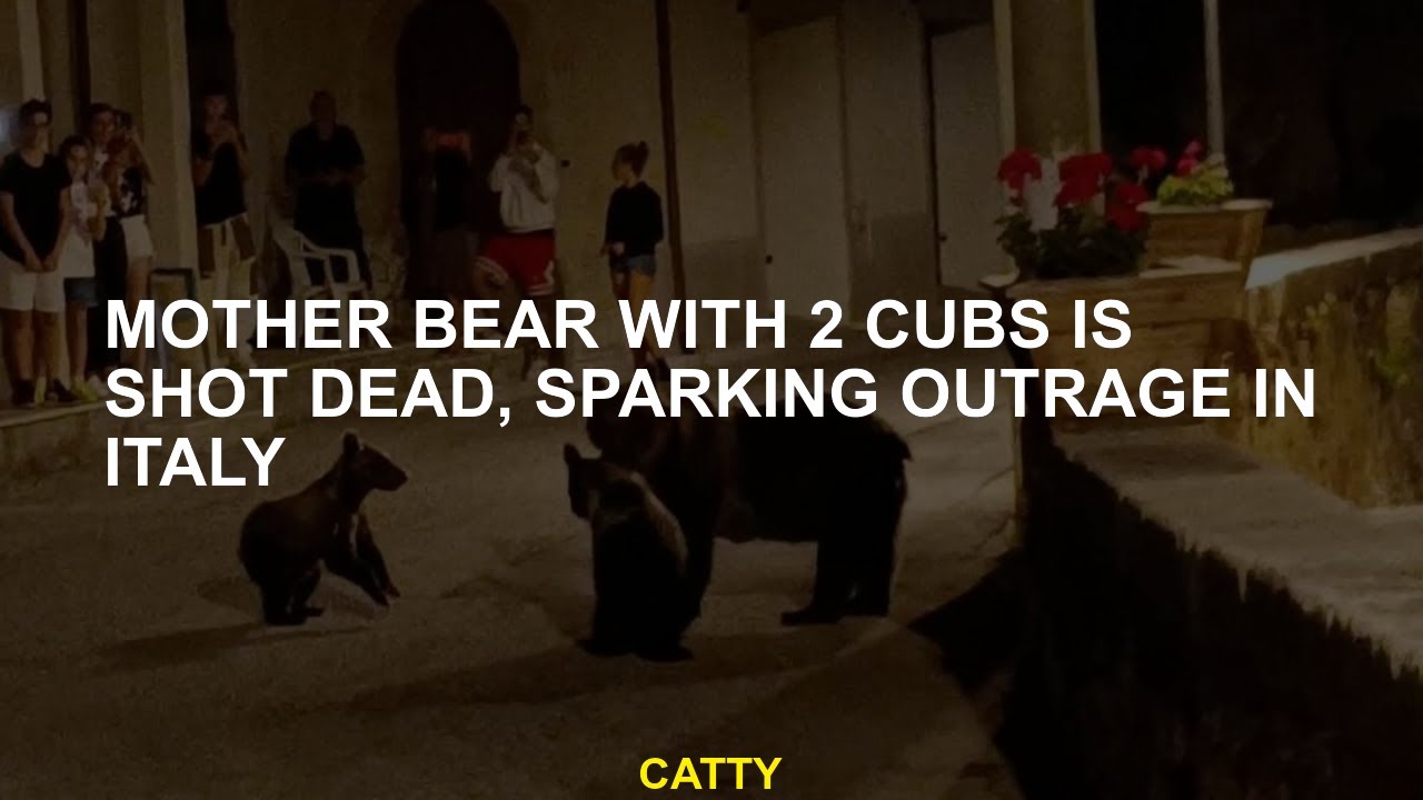 Mother bear with 2 cubs is shot dead, sparking outrage in Italy - YouTube