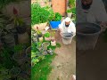 home gardening #imtiazalisangi