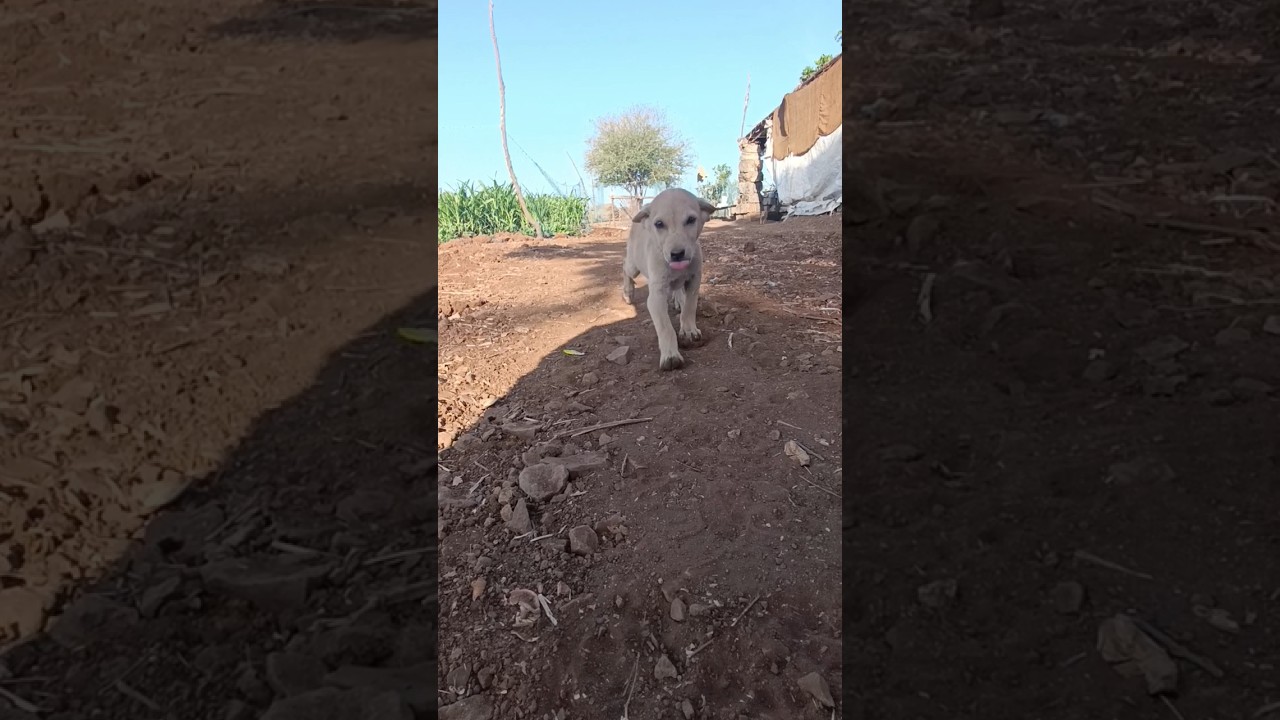 new my home animal cute short video voce liked 