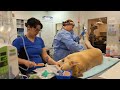 Cruciate ligament disease in dogs  veterinary specialist services