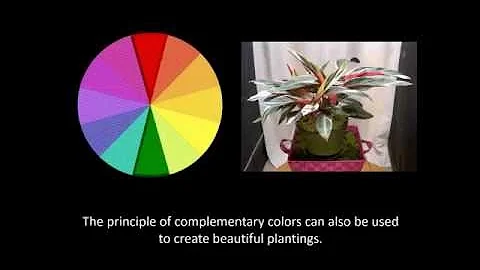 Interior Plantings Design Movie
