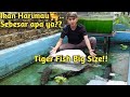 IKAN HARIMAU SUMATRA! MONSTER PENGHUNI BARU KOLAM TOMAN