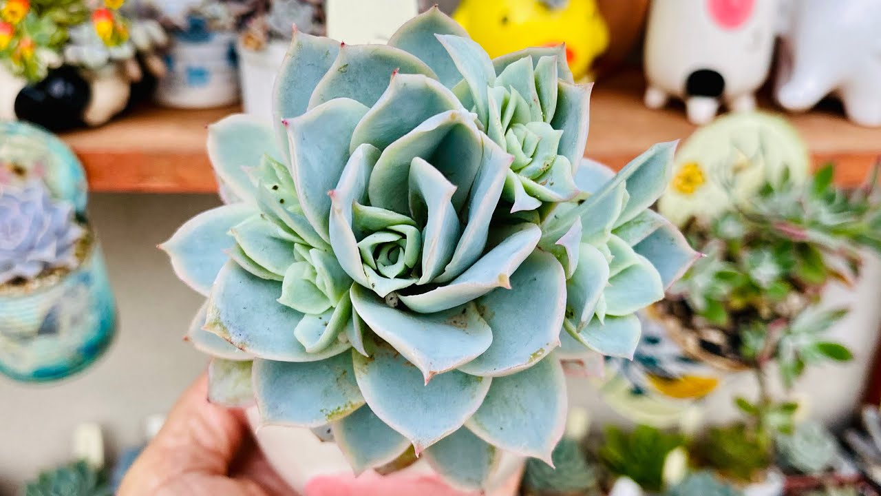 SUCULENTAS QUE ESTARÃO EM ALTA NA PRIMAVERA 