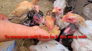 Tu menyuam qaib li cas ha li  tsis muaj mob | ไก่ไทย | Ganoi | Aseel | Ayam | Shamo | Pakoi