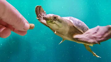Introducing the Pig Nosed Turtle!