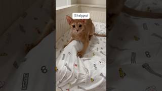 Abyssinians having a good time  Fawn Abyssinian #catshorts #funny #cutecat #kitten #cutepet