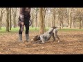 German wirehaired Pointer.DOG TRICKS. の動画、YouTube動画。