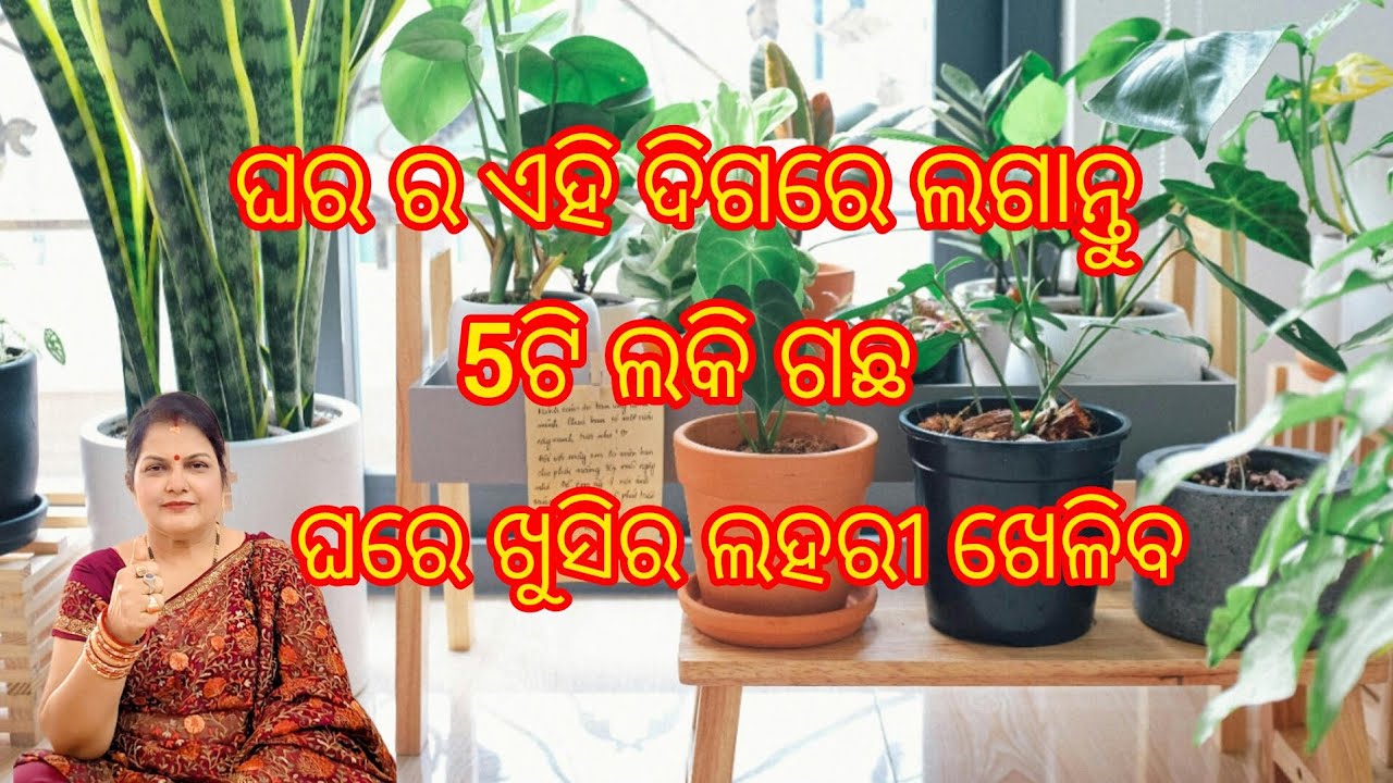 ଘର ର ଏହି ଦିଗରେ ଲଗାନ୍ତୁ 5ଟି ଲକି ଗଛ /ଘରେ ଖୁସିର ଲହରୀ ଖେଳିବ /Vastu plant 