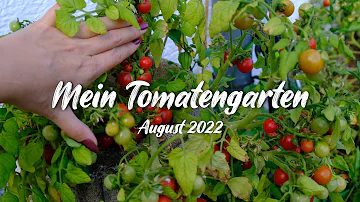 Wann Tomaten pflanzen 2022?