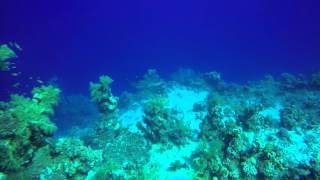 White Tip Reef Shark at Hard Road 28th April 2016