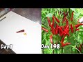 スーパーの唐辛子を種から育てる / How to grow chili pepper from store-bought chili pepper