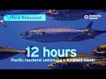 12 hours of fish swimming with ambient music at monterey bay aquarium  littoral relaxocean