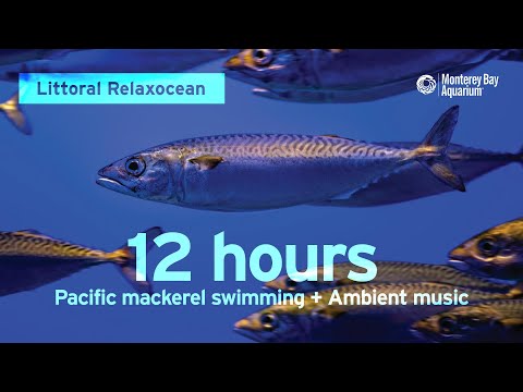 Monterey Bay Aquarium - YouTube