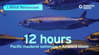 12 Hours of Fish Swimming with Ambient Music at Monterey Bay Aquarium | Littoral Relaxocean