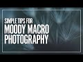 Simple tips for better moody macro photography