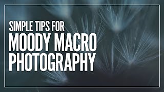 Simple tips for Better Moody Macro Photography