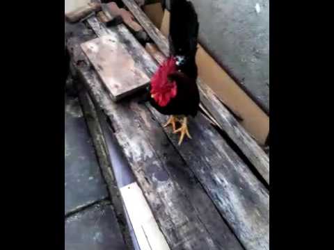 suara ayam kate jantan