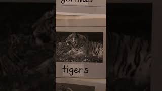 Phonics Unit 2 Session 15