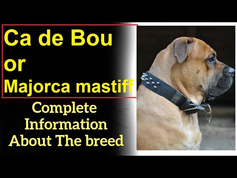 Ca de Bou or Majorca mastiff. Pros and Cons, Price, How to choose, Facts, Care, History